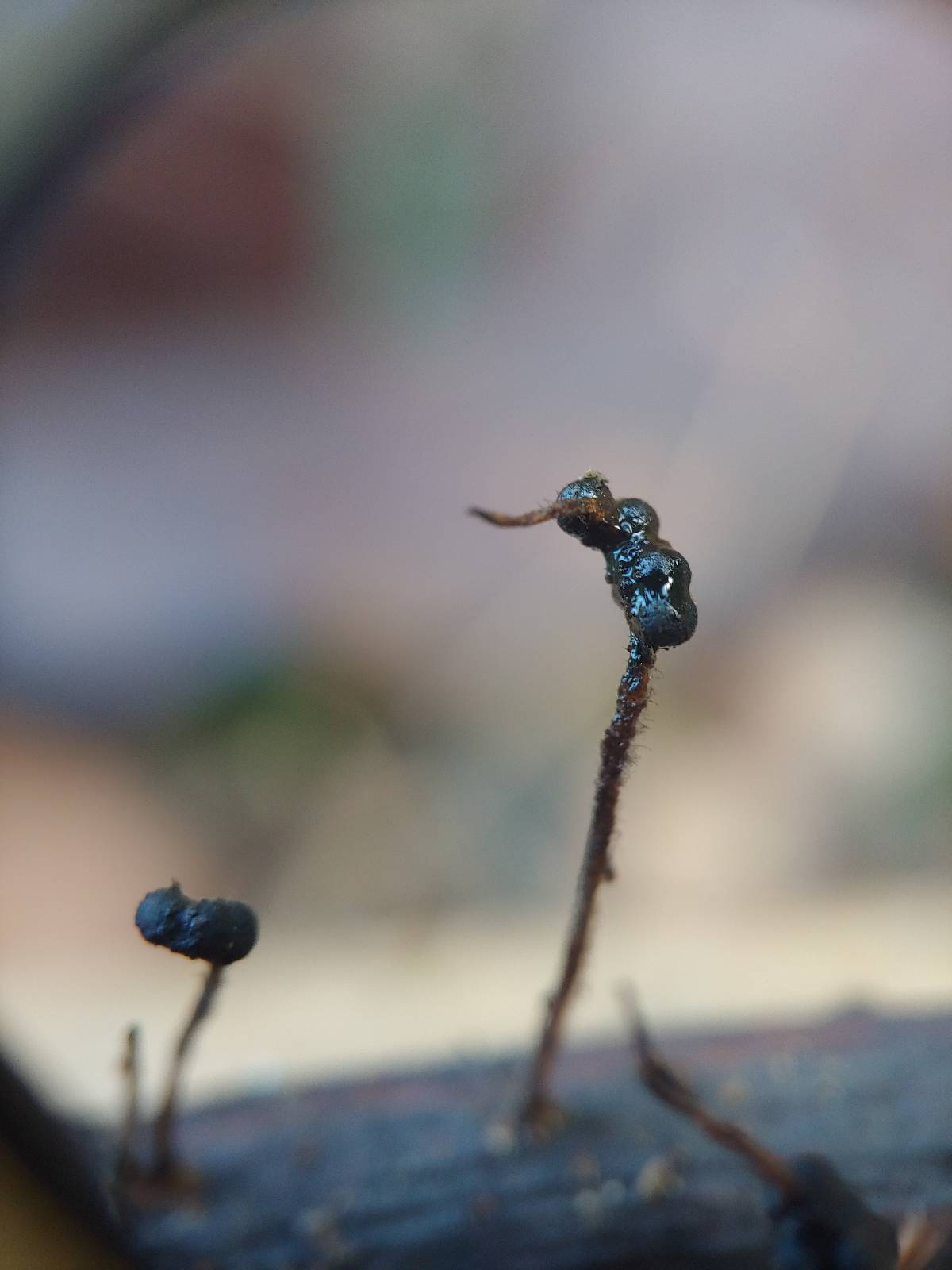 Xylaria axifera image