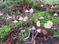 Mycena robusta image