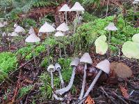 Mycena robusta image