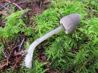 Mycena robusta image