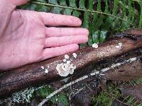 Crepidotus versutus image