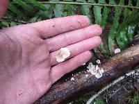 Crepidotus versutus image