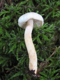 Inocybe whitei image