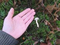 Inocybe whitei image