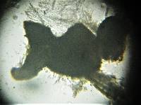 Sporormiella teretispora image