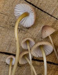 Mycena bulliformis image