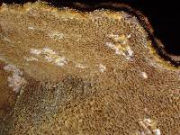 Phellinus chrysoloma image