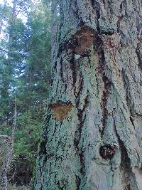 Phellinus chrysoloma image