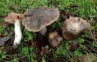 Entoloma rivulosum image