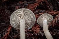 Clitocybe fragrans image