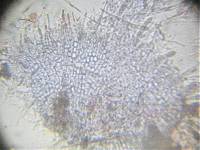 Arachnopeziza obtusipila image