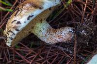 Suillus bellinii image