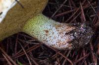 Suillus bellinii image