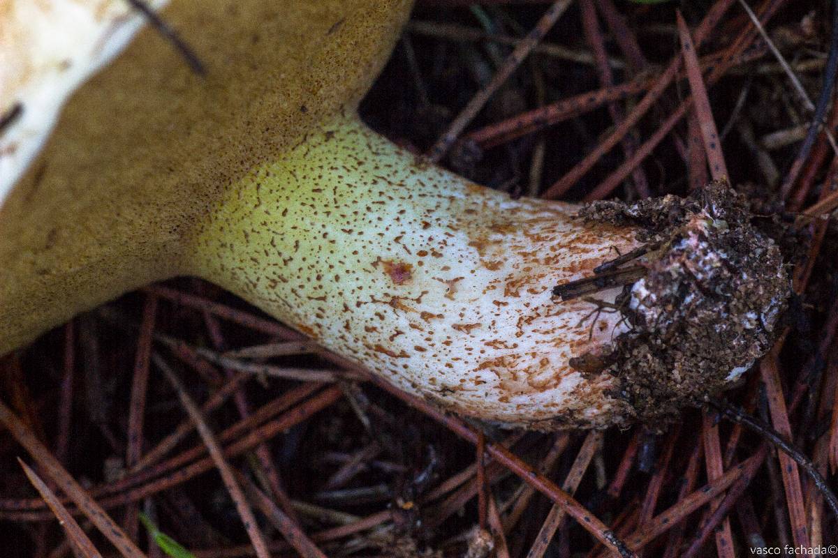 Suillus bellinii image