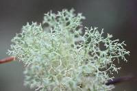 Cladonia subtenuis image