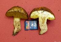 Suillus bellinii image