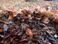 Tricholoma dryophilum image