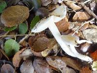 Hygrophorus chrysodon image