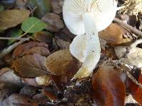 Hygrophorus chrysodon image