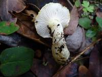 Hygrophorus chrysodon image