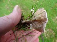 Clitocybe rivulosa image