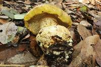 Cortinarius viridirubescens image