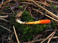 Cordyceps militaris image