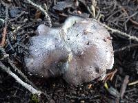 Entoloma bloxamii image