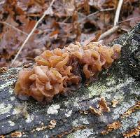 Phaeotremella frondosa image