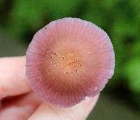 Laccaria amethystina image