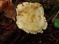 Tricholoma leucophyllum image