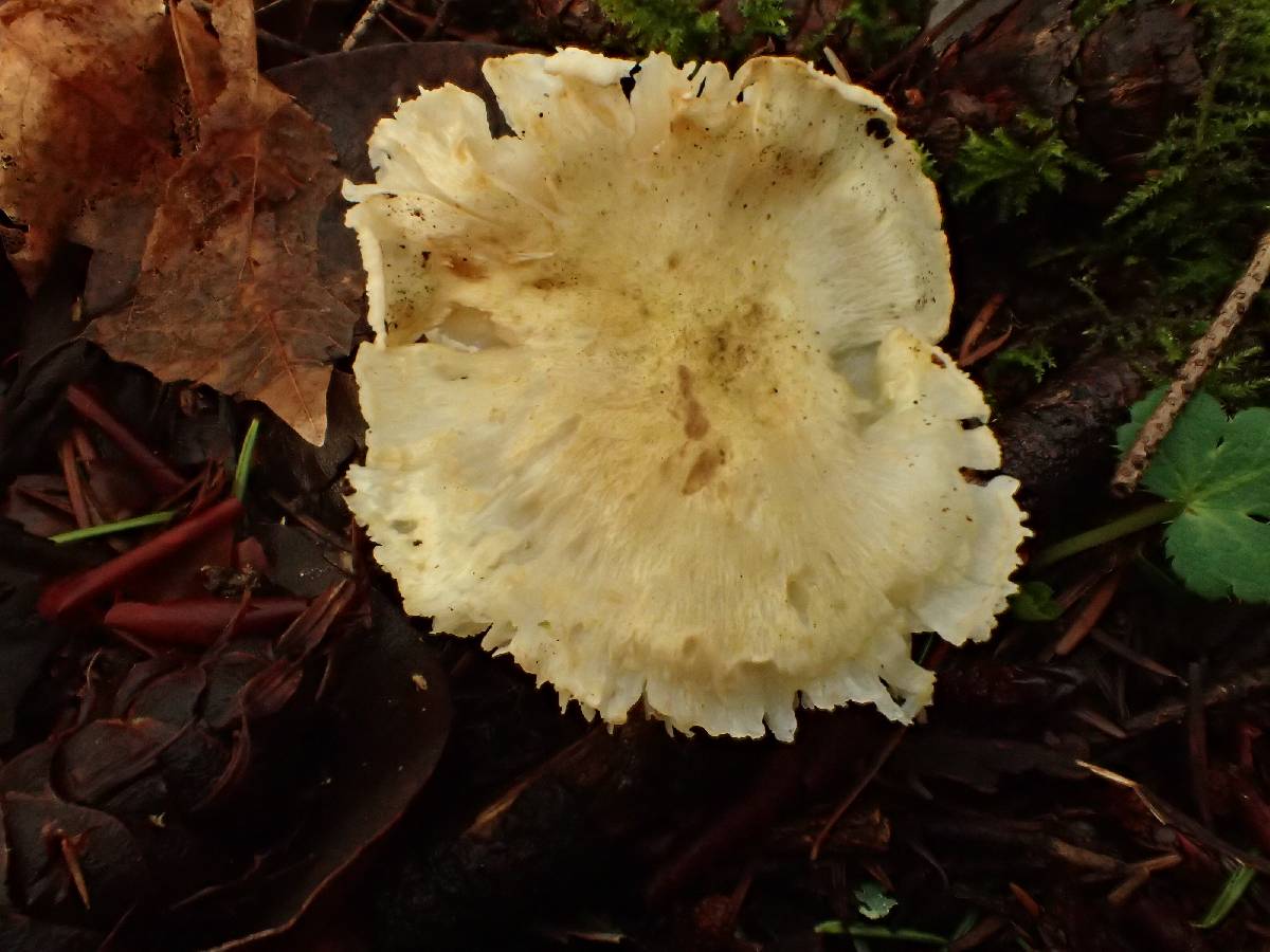 Tricholoma leucophyllum image