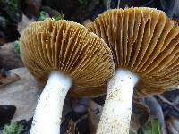 Cortinarius albofragrans image