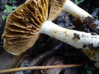 Cortinarius albofragrans image