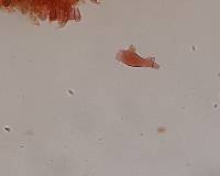 Mycena robusta image