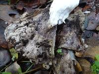 Tricholoma griseoviolaceum image