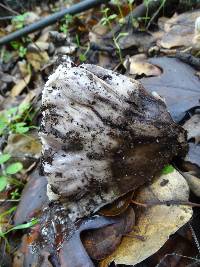 Tricholoma griseoviolaceum image