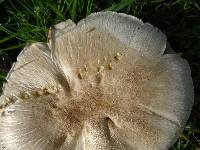 Agaricus californicus image