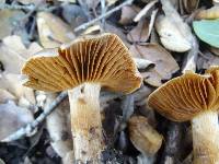 Cortinarius subbalaustinus image