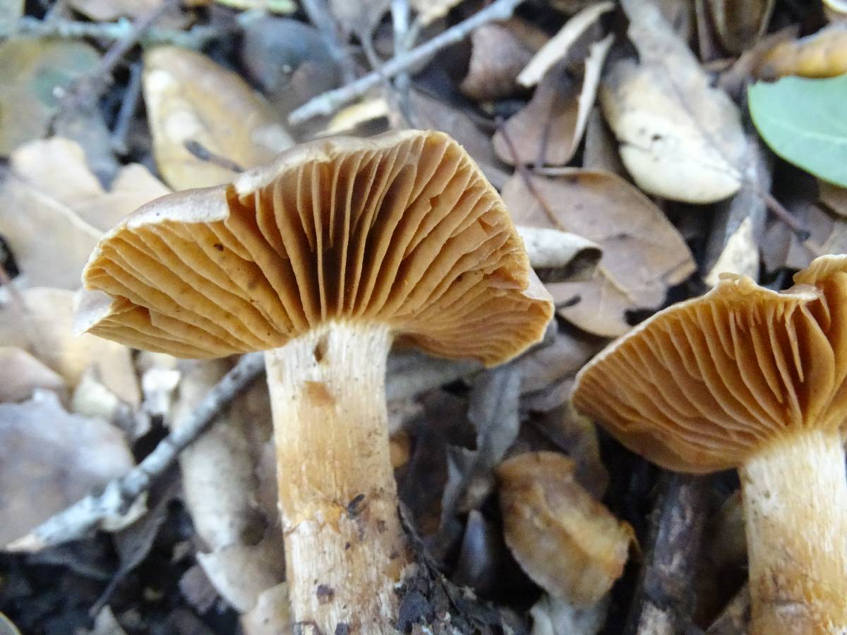 Cortinarius subbalaustinus image