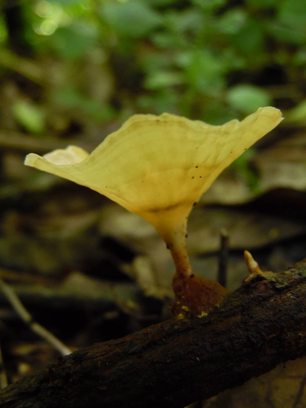 Cotylidia undulata image