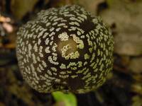 Coprinopsis picacea image