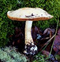 Cortinarius albofragrans image