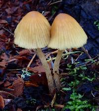 Galerina semilanceata image