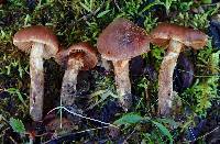 Cortinarius badioflavidus image