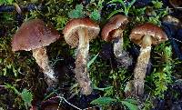 Cortinarius badioflavidus image