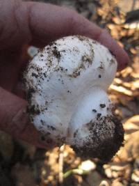 Agaricus bitorquis image