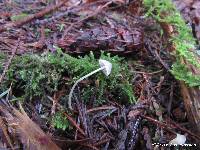 Mycena filopes image