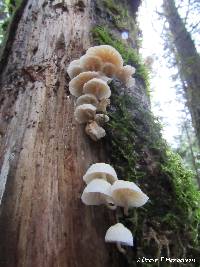 Hemimycena candida image