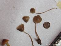 Mycena maculata image